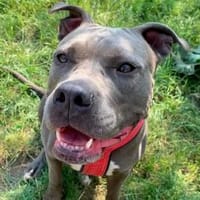 Jette, Hündin zur Adoption