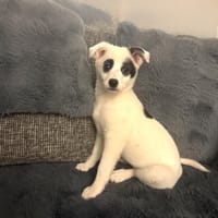 Zara ein tolles kleines Mädchen, Hündin zur Adoption