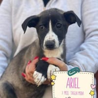 ARIEL   liebenswert & sonnig, Hündin zur Adoption