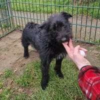 Silvia - liebenswertes Hundemädel, Hündin zur Adoption