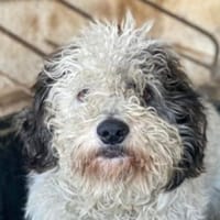 Günni, geb. 12/2023, 45896 Gelsenkirchen, Hund zur Adoption