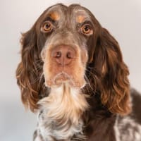 💙Bob Marley - in Deutschland auf PS, Hund zur Adoption