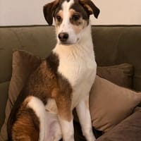 Dario sucht eine tolle Familie, Hund zur Adoption