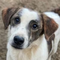 Blesso, geb. 01/2025, 48565 Steinfurt, Hund zur Adoption