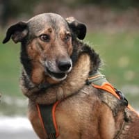 ❤ Keeva - eine ganz besondere Hündin, Hündin zur Adoption