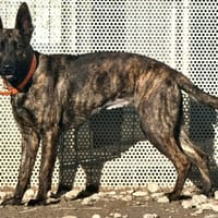 FIFI, chienne à adopter