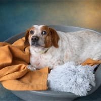 FATIE, chienne à adopter