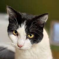 RAFAL A17304, chat à adopter