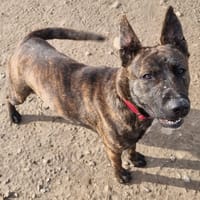 RIRI, chienne à adopter