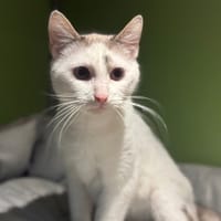 POUPOUILLE A17292, chatte à adopter
