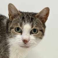 Norman, chat à adopter