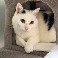 PAO, chat à adopter