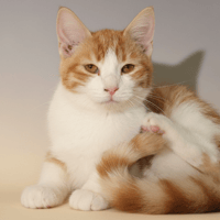 BORIS, chat à adopter