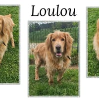 LOULOU, chien à adopter