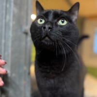 SNOOPI A17280, chat à adopter