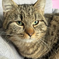 GRIMSEY, chat à adopter