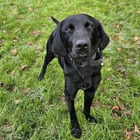 Altho, chien à adopter