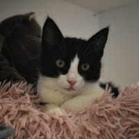 Bébé *Réservé*, chat à adopter