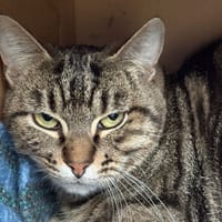 KUMA, chatte à adopter