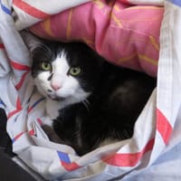 MANGO ( reservé), chat à adopter