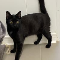 Maki (en cours d’adoption), chat à adopter