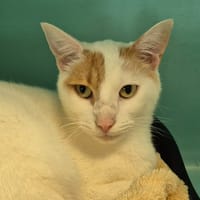 NAZARE QCT (réservé), chat à adopter