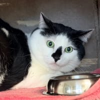 BERNARDO, chat à adopter