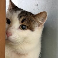 Shakespeare, chat à adopter