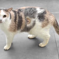 Tweeny, chatte à adopter