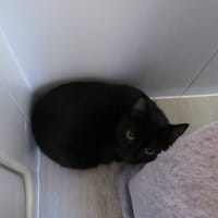 ARTI, chat à adopter