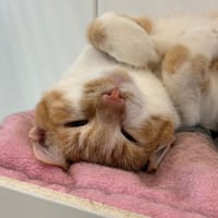 BANDIT, chat à adopter