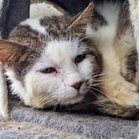 CHOPIN, chat à adopter