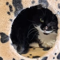 FELIX, chat à adopter