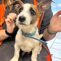 Roger [Chiot], chien à adopter