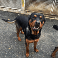 ATTILA VAA, chien à adopter