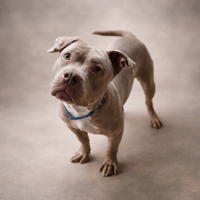 HONEY reservée, chienne à adopter