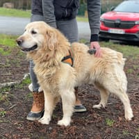 MALKO, chien à adopter