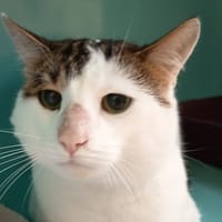 MIMINE C, chat à adopter