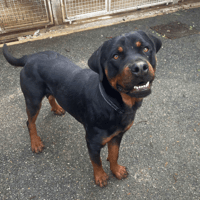 ADES VAA, chien à adopter