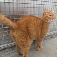 PAMPERS, chat à adopter