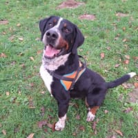 TO PRAK, chien à adopter