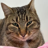 BAMBOU, chat à adopter