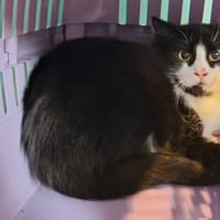 CHOCO, chatte à adopter