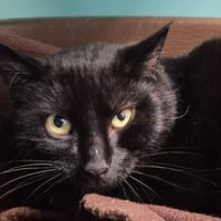 BOTOX QCT, chatte à adopter