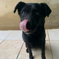 Sam, chien à adopter