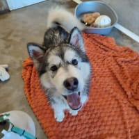 JACKPOT QCN, chien à adopter