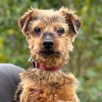 Jipsy, chien à adopter