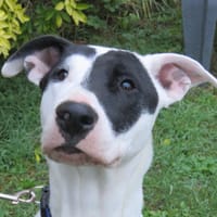 TARA, chienne à adopter