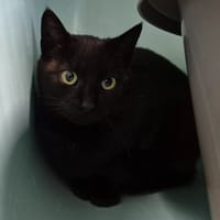 CROKMOU QCT, chat à adopter