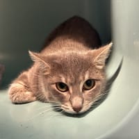 GRISOUILLE, chatte à adopter